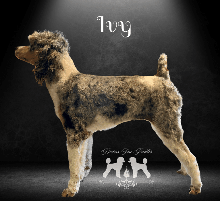 Ivy, a Poodle tested with EmbarkVet.com