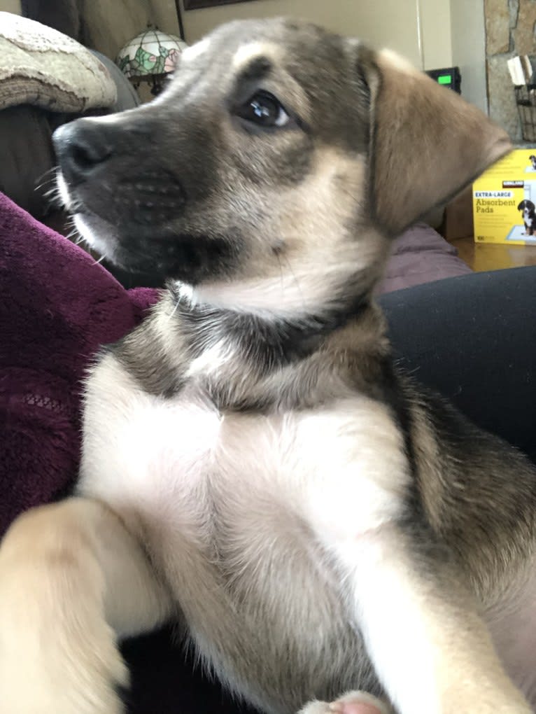 Mittsie Winkelman, a Siberian Husky and German Shepherd Dog mix tested with EmbarkVet.com