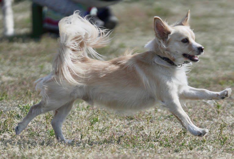 Nick, a Chihuahua and Poodle (Small) mix tested with EmbarkVet.com