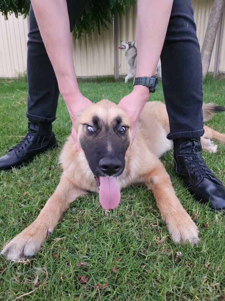 Tinos, a German Shepherd Dog and Alaskan Malamute mix tested with EmbarkVet.com