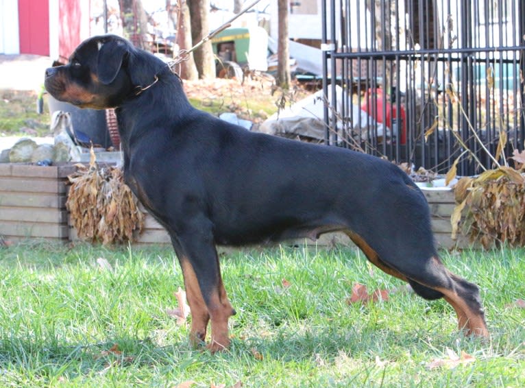 Cali de Knueve Hispania, a Rottweiler tested with EmbarkVet.com