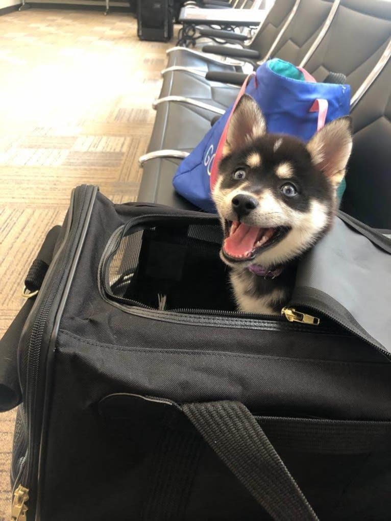 Skye, a Pomsky tested with EmbarkVet.com