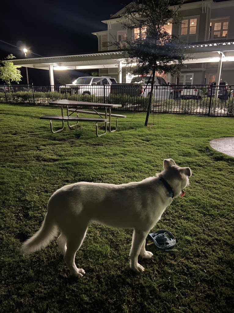 Dash, a Gerberian Shepsky (12.7% unresolved) tested with EmbarkVet.com