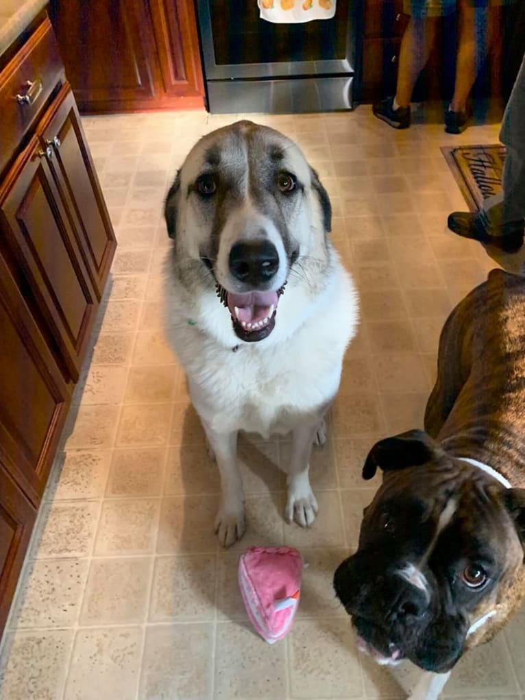 Winnie, an Anatolian Shepherd Dog and Great Pyrenees mix tested with EmbarkVet.com