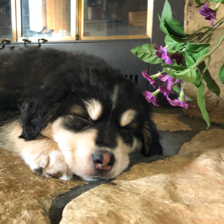 Hodor, a Tibetan Mastiff and German Shepherd Dog mix tested with EmbarkVet.com