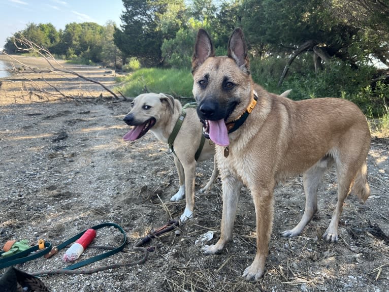 Everhett, a German Shepherd Dog and Australian Cattle Dog mix tested with EmbarkVet.com