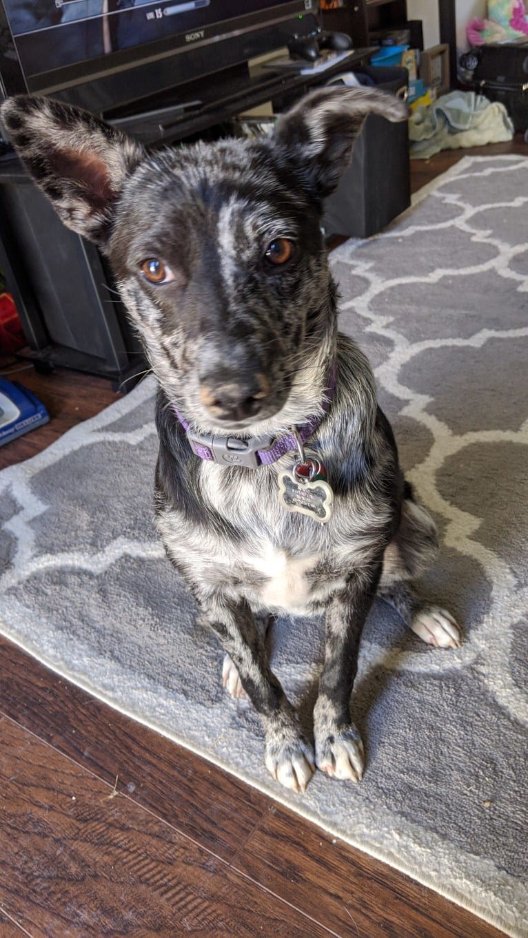 Indigo, an American Pit Bull Terrier and Australian Cattle Dog mix tested with EmbarkVet.com