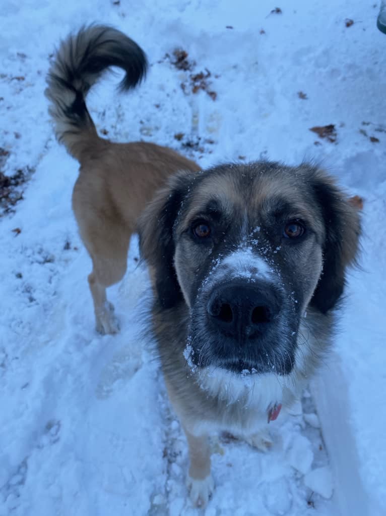 Maverick, a Great Pyrenees and Anatolian Shepherd Dog mix tested with EmbarkVet.com