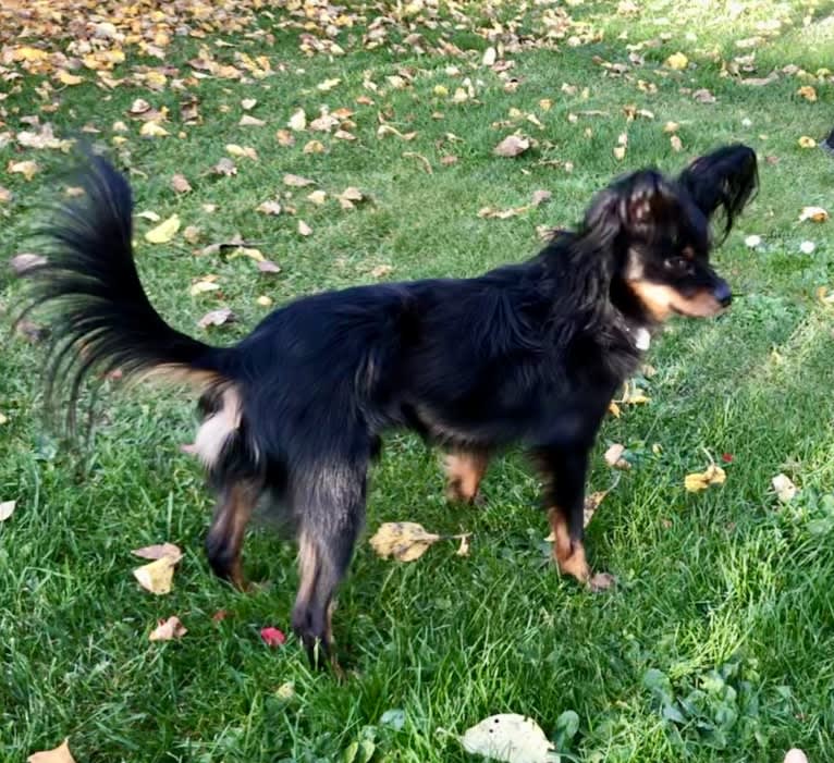 Komaz, a Russian Toy tested with EmbarkVet.com