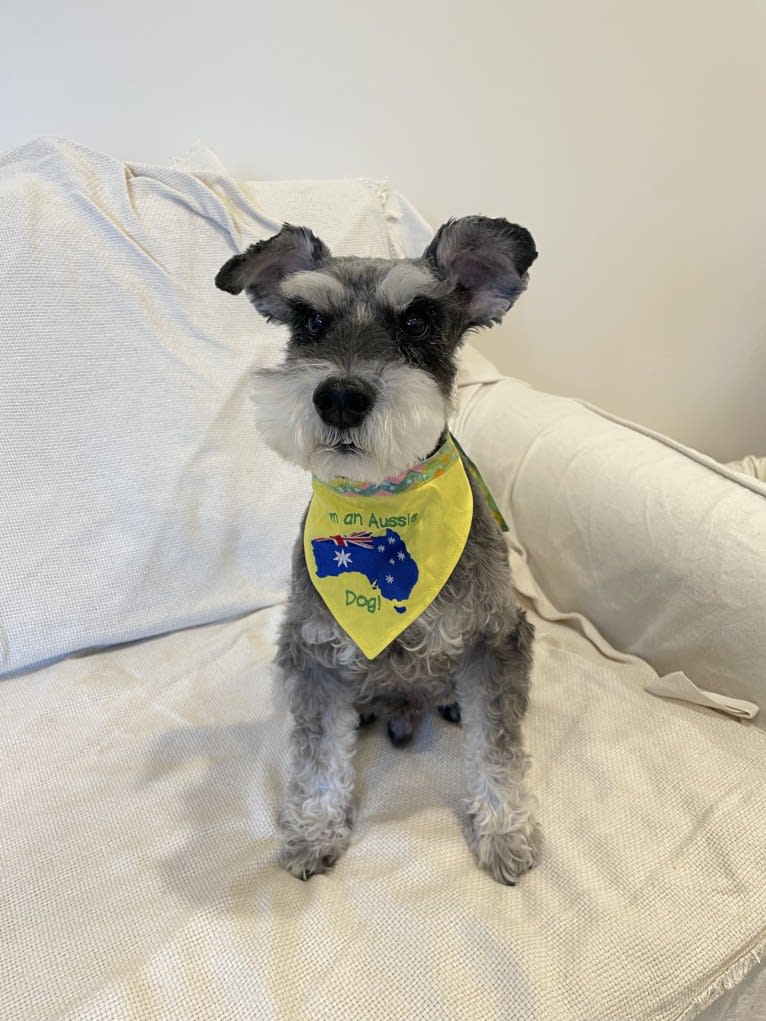 Dickson, a Miniature Schnauzer tested with EmbarkVet.com