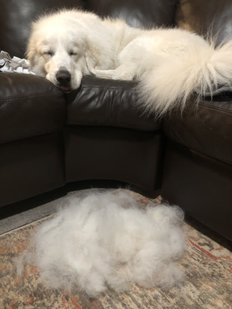 Looney “Chik’in Mini Bandit” Bear, a Great Pyrenees tested with EmbarkVet.com