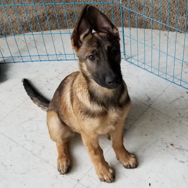 Parker, a German Shepherd Dog and Belgian Malinois mix tested with EmbarkVet.com