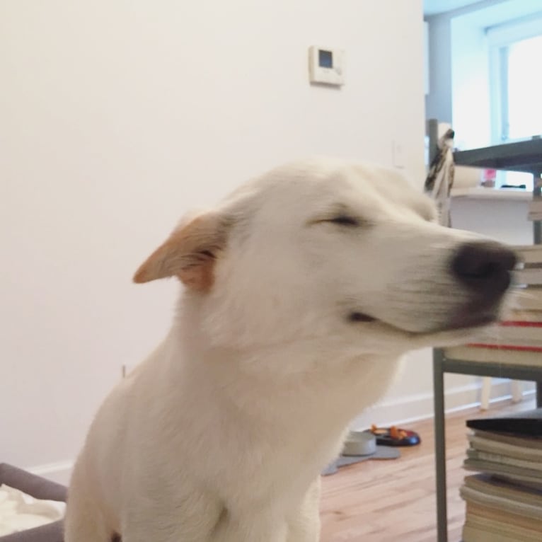 Nana, an East Asian Village Dog tested with EmbarkVet.com
