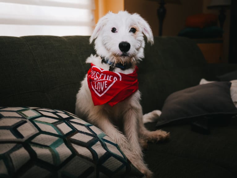 Gatsby, a Great Pyrenees and Beagle mix tested with EmbarkVet.com