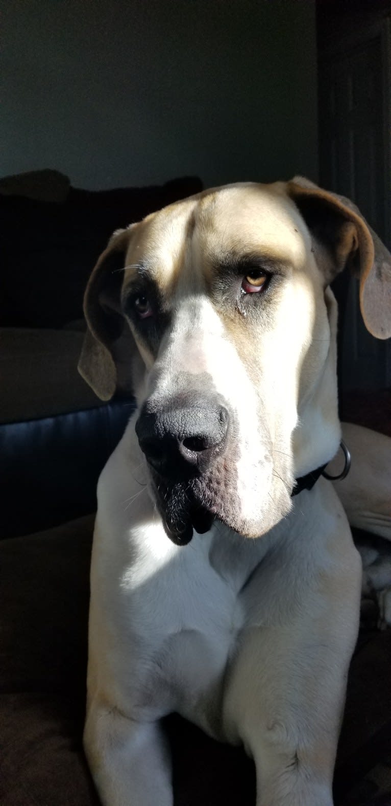 RGD's Roman Royal, a Great Dane tested with EmbarkVet.com