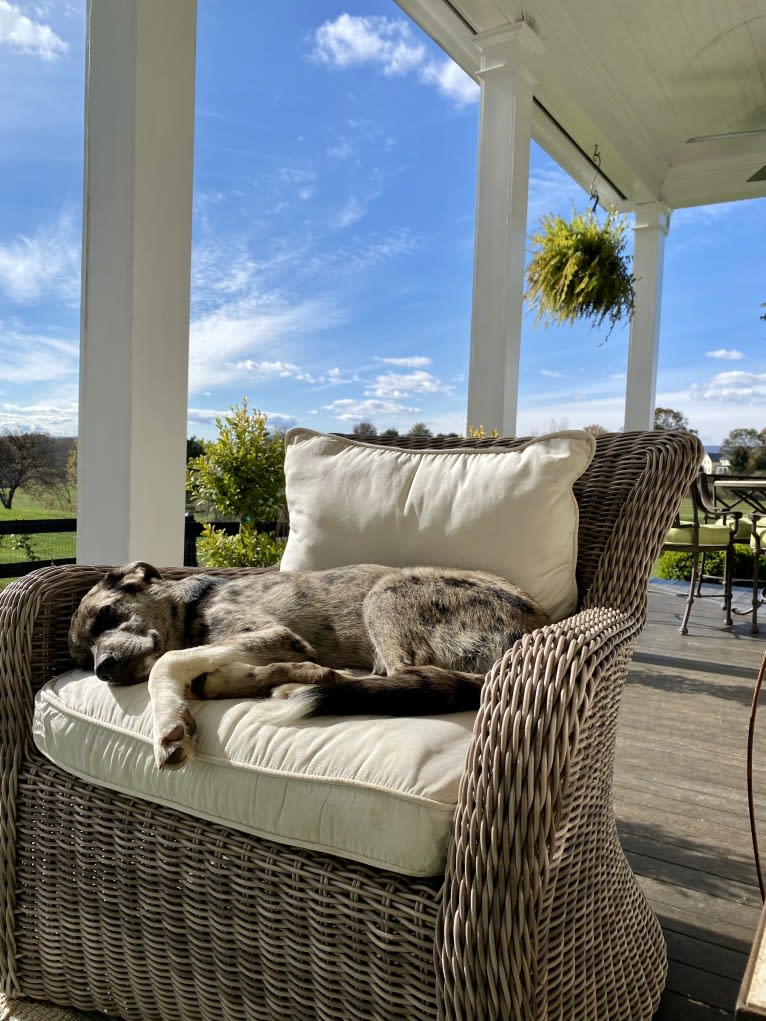 Tiller, a Great Pyrenees and German Shepherd Dog mix tested with EmbarkVet.com