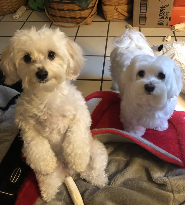Hammy, a Maltese and Poodle (Small) mix tested with EmbarkVet.com