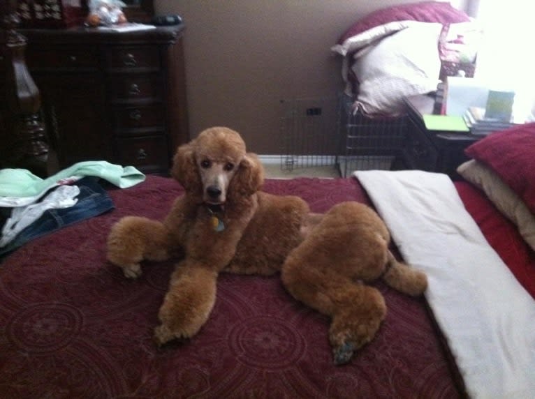 Apollo, a Poodle (Standard) tested with EmbarkVet.com