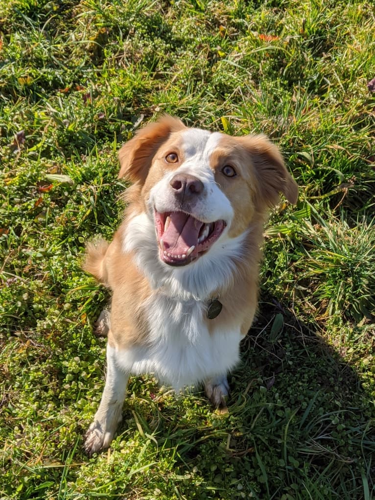 Graal, a Border Collie and Brittany mix tested with EmbarkVet.com