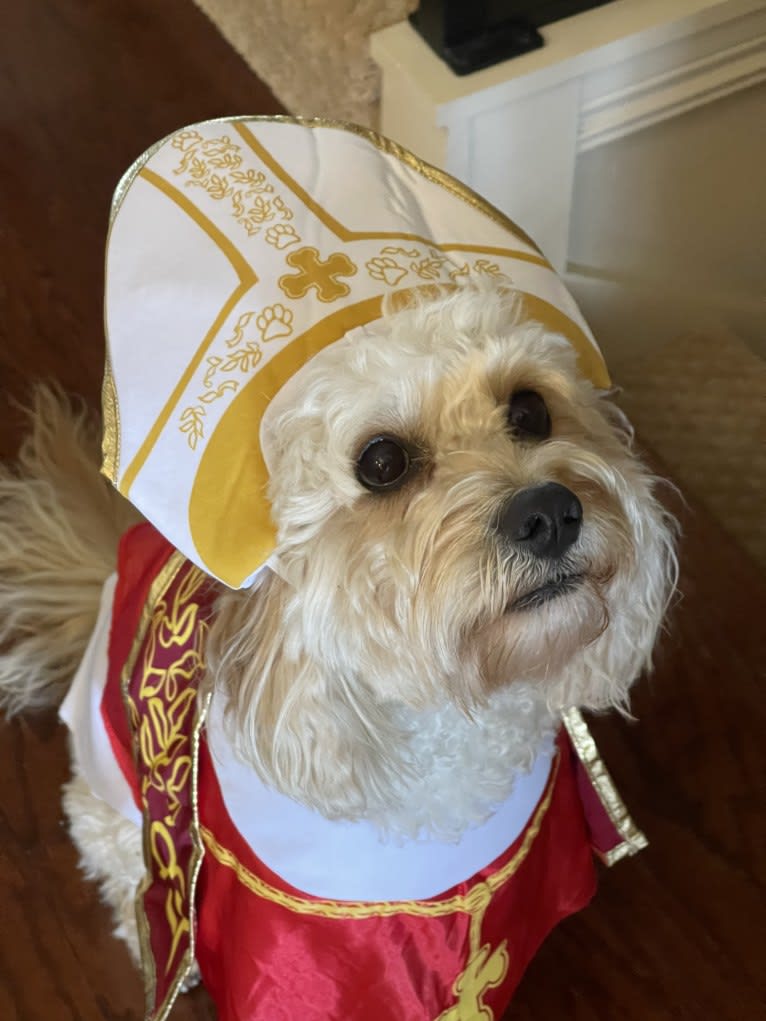 Leo, a Cavapoo tested with EmbarkVet.com