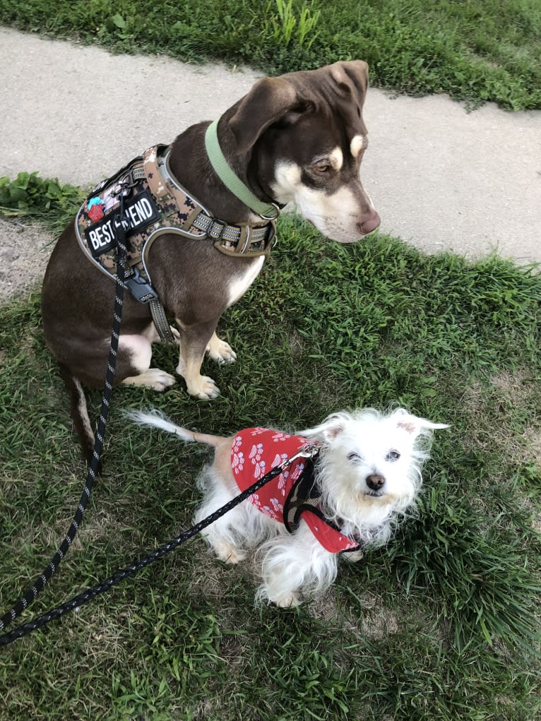 Scrappy, a Poodle (Small) and Chihuahua mix tested with EmbarkVet.com