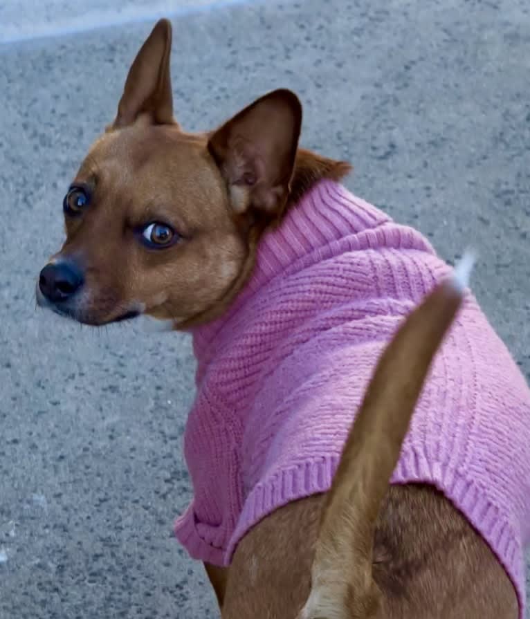 Scarlet, an Australian Cattle Dog and Chihuahua mix tested with EmbarkVet.com
