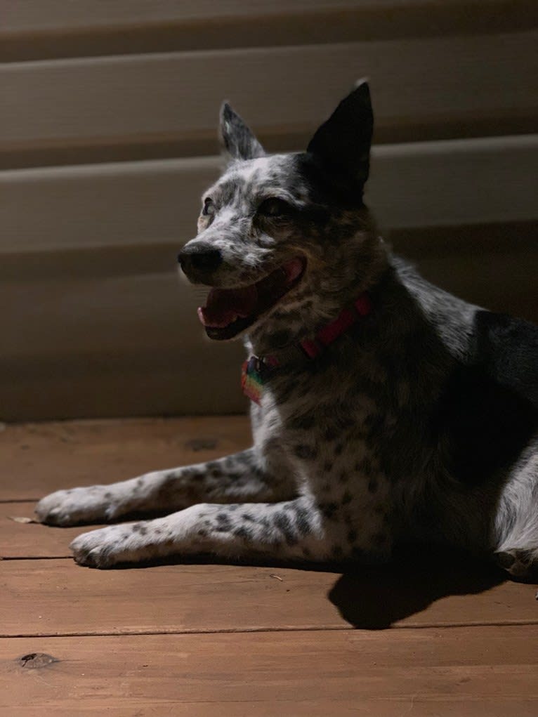 Pepper, an Australian Cattle Dog and Border Collie mix tested with EmbarkVet.com