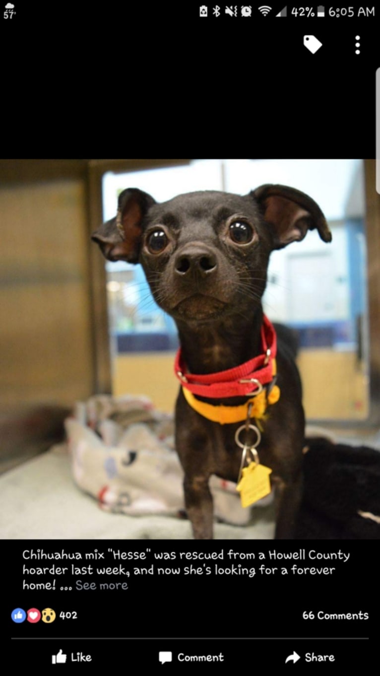 Bitty, a Rat Terrier and Cocker Spaniel mix tested with EmbarkVet.com