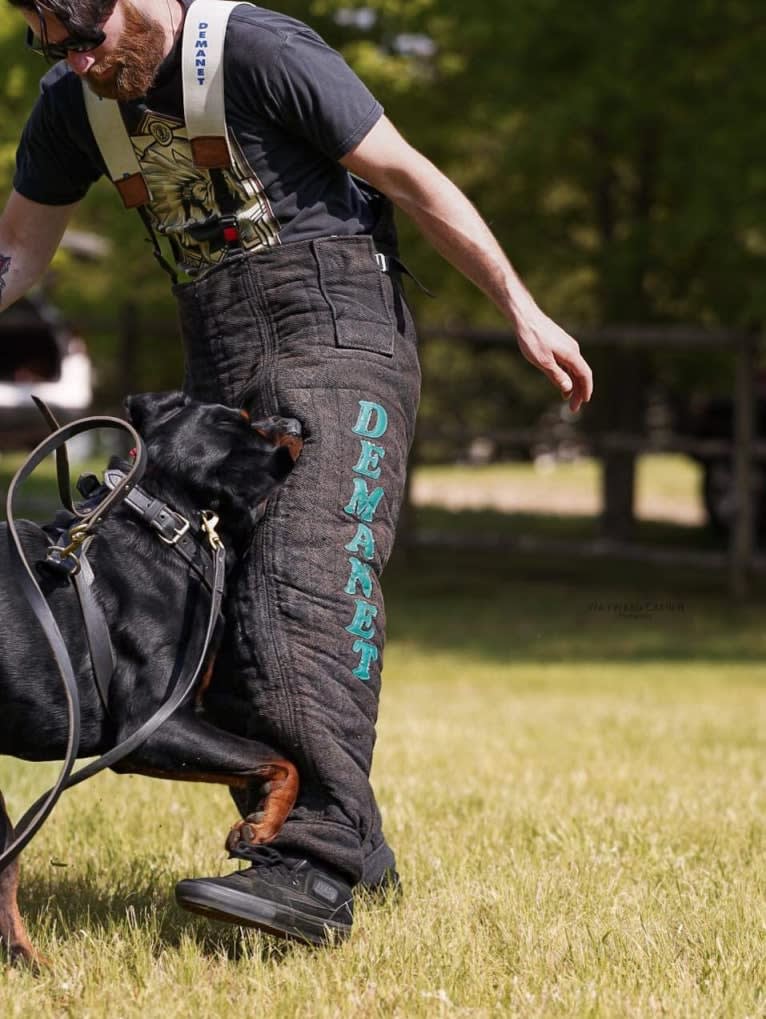 Kratos Raiju, a Rottweiler tested with EmbarkVet.com