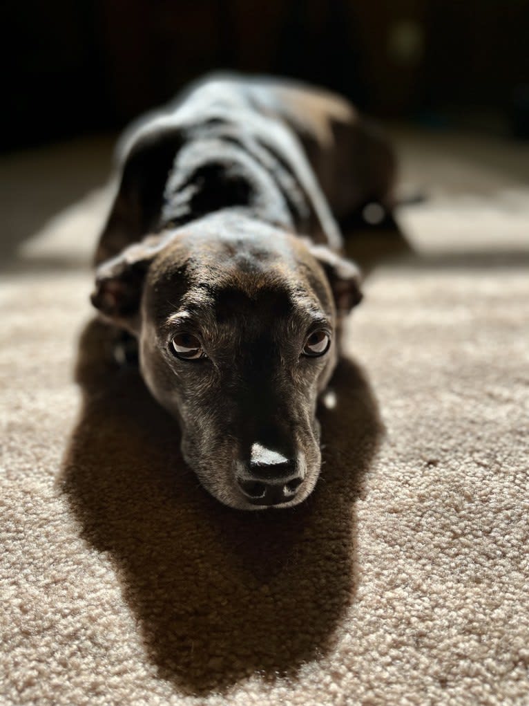 Bubba, a Dachshund and Boston Terrier mix tested with EmbarkVet.com