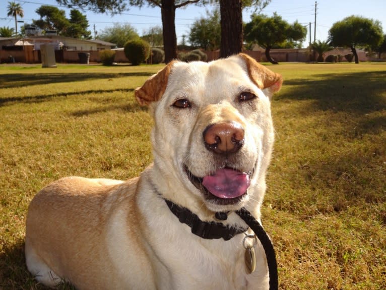 Doc, a Chihuahua and American Pit Bull Terrier mix tested with EmbarkVet.com