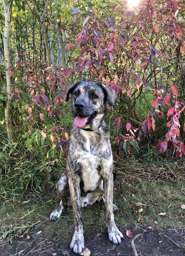 Kuiper, a Saint Bernard and Akita mix tested with EmbarkVet.com