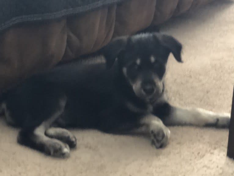 River, a Siberian Husky and Poodle (Standard) mix tested with EmbarkVet.com