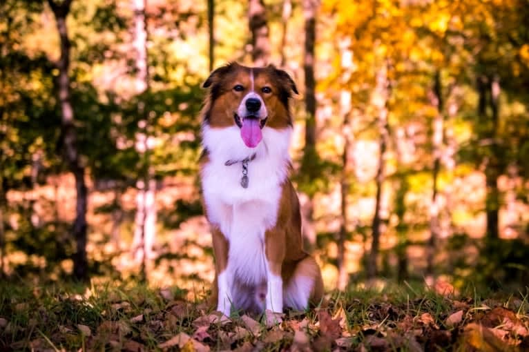 Mac, an English Shepherd tested with EmbarkVet.com