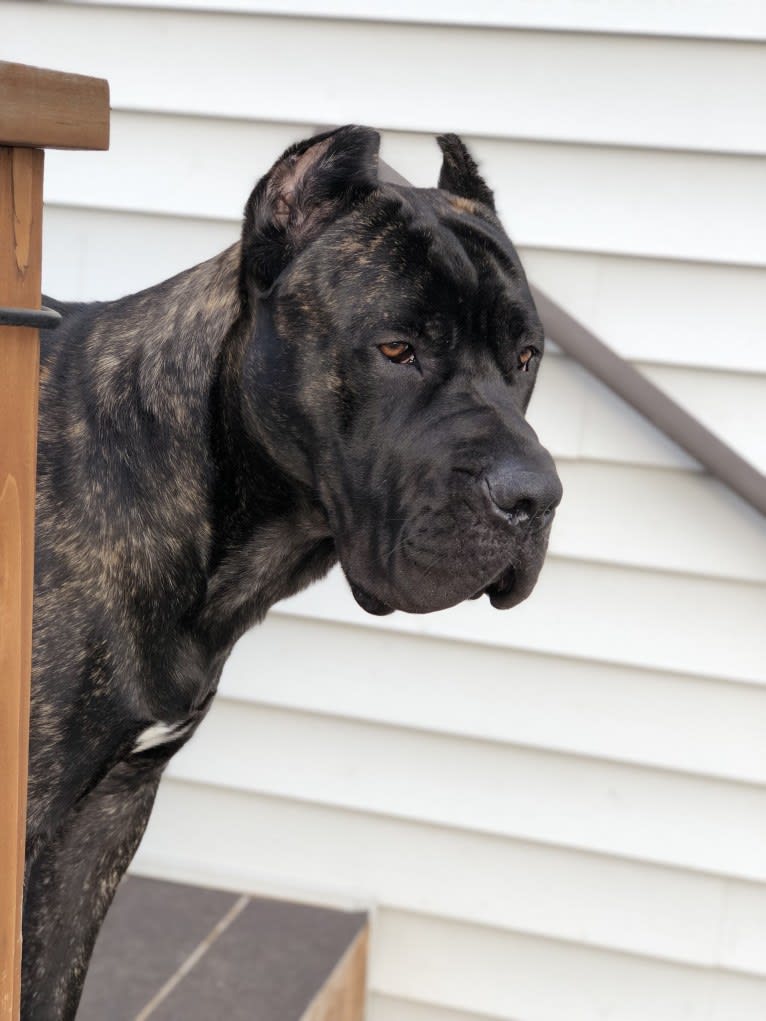 Riggs, a Boerboel and Neapolitan Mastiff mix tested with EmbarkVet.com