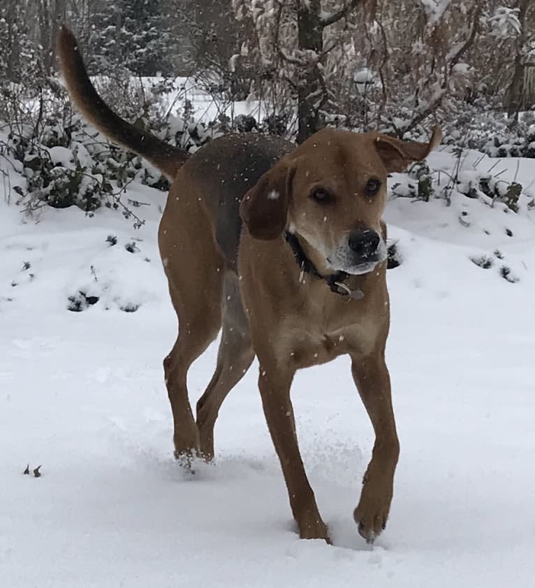 Charlie, an American Foxhound and Mountain Cur mix tested with EmbarkVet.com