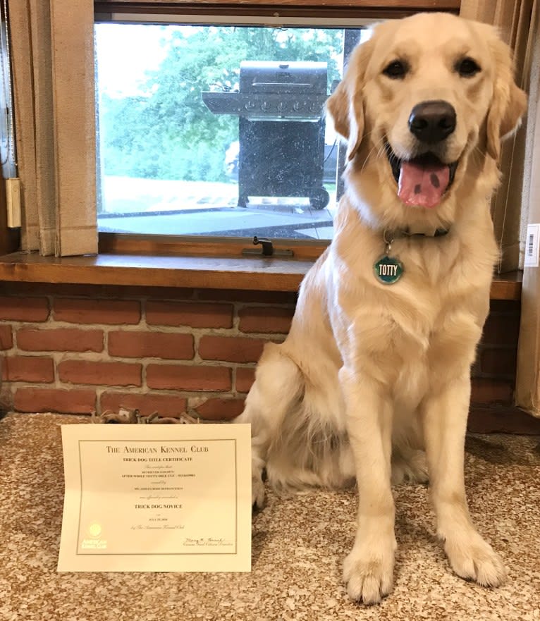 Totty, a Golden Retriever tested with EmbarkVet.com