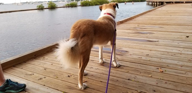 Rufus, a West Asian Village Dog tested with EmbarkVet.com