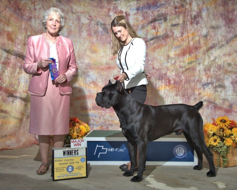 Diesel, a Cane Corso tested with EmbarkVet.com