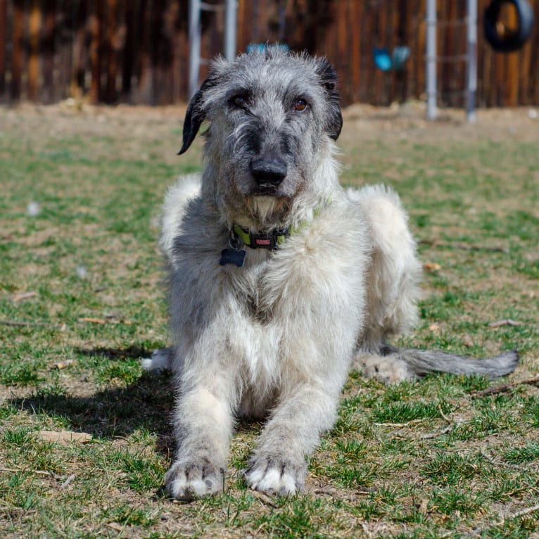 Shadow, an Irish Wolfhound tested with EmbarkVet.com