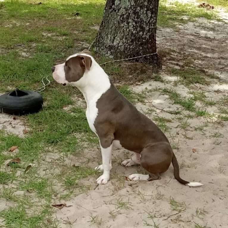 "X" (Dmx), an American Pit Bull Terrier tested with EmbarkVet.com