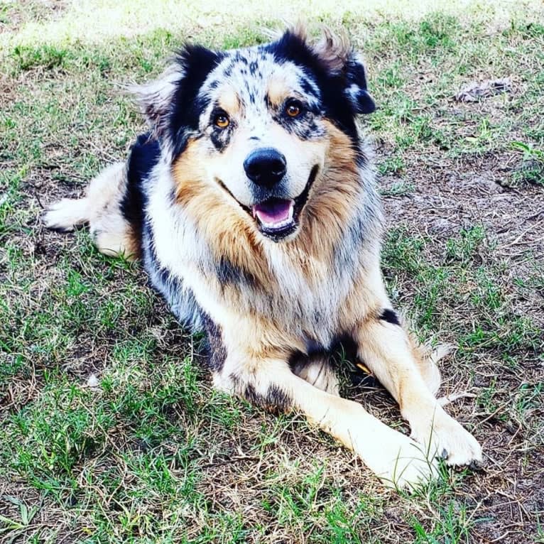 Dodge, an Australian Shepherd tested with EmbarkVet.com