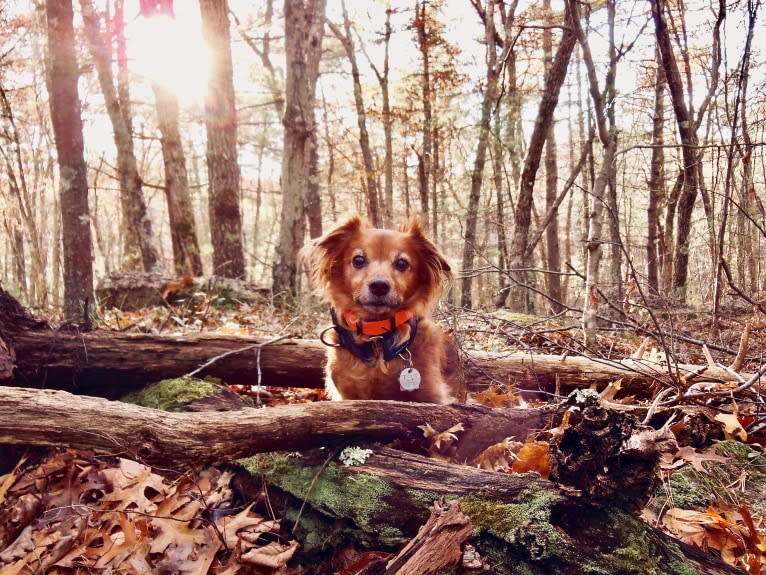 Tovi, a Pug and Chihuahua mix tested with EmbarkVet.com