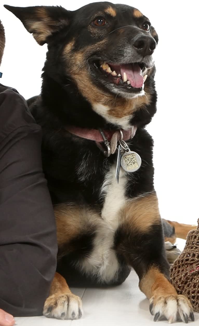 Chica, a Western European Village Dog tested with EmbarkVet.com