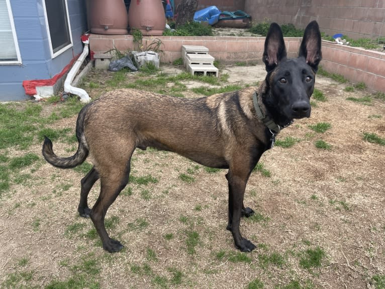 Deuce, a Belgian Shepherd tested with EmbarkVet.com