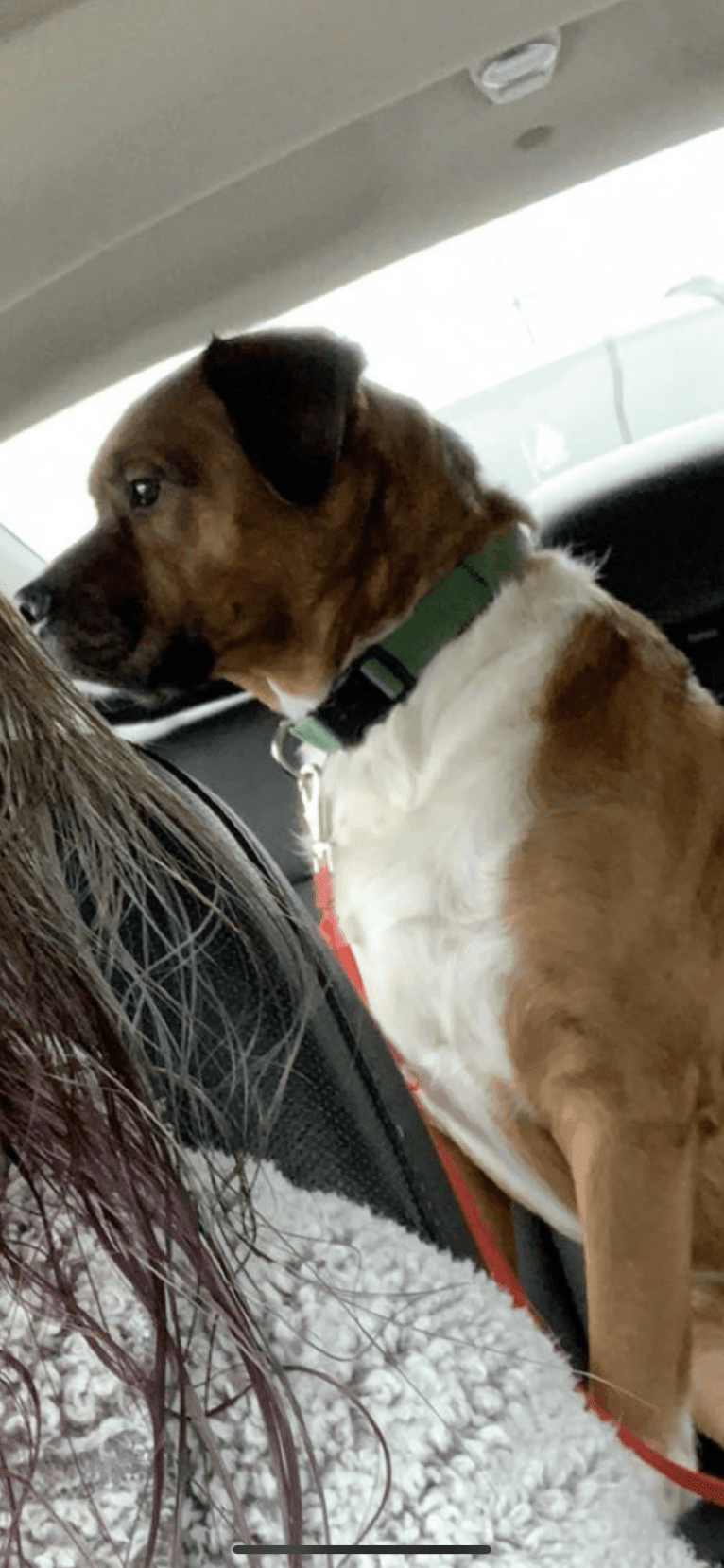 Roo, a Boxer and Australian Shepherd mix tested with EmbarkVet.com