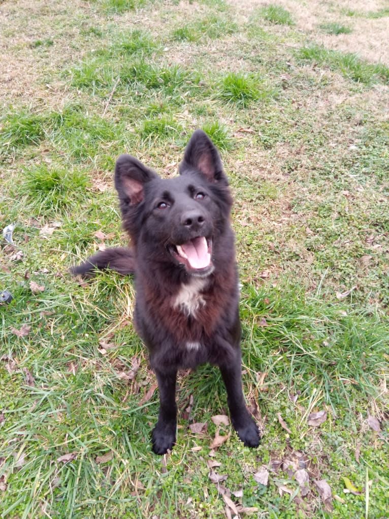 Dixie, a German Shepherd Dog and Australian Shepherd mix tested with EmbarkVet.com