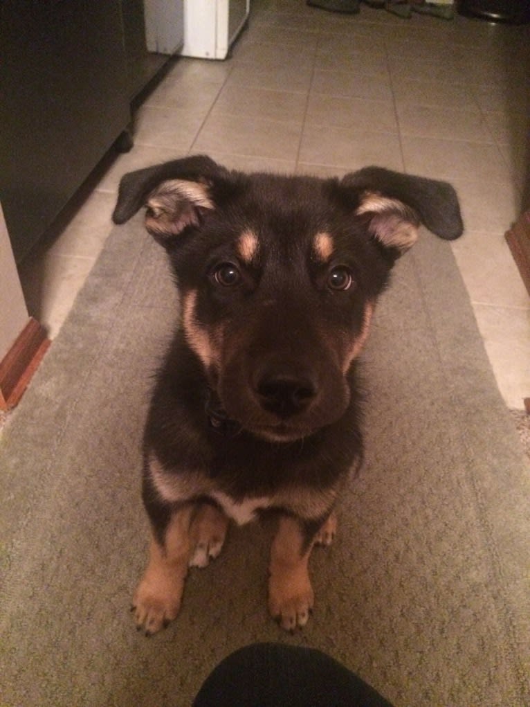 Diesel, a Siberian Husky and Australian Shepherd mix tested with EmbarkVet.com