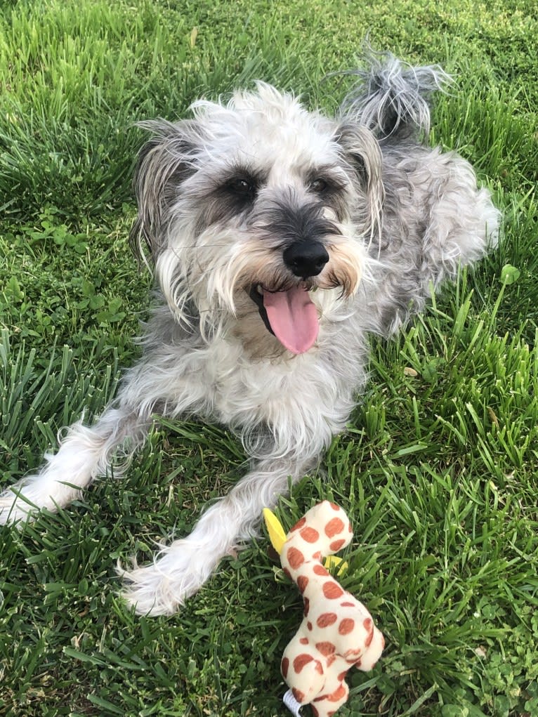 Fallon, a Miniature Schnauzer and Russell-type Terrier mix tested with EmbarkVet.com