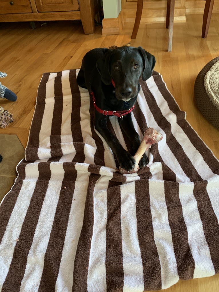 Ollie Milazzo, an American Foxhound and German Shorthaired Pointer mix tested with EmbarkVet.com